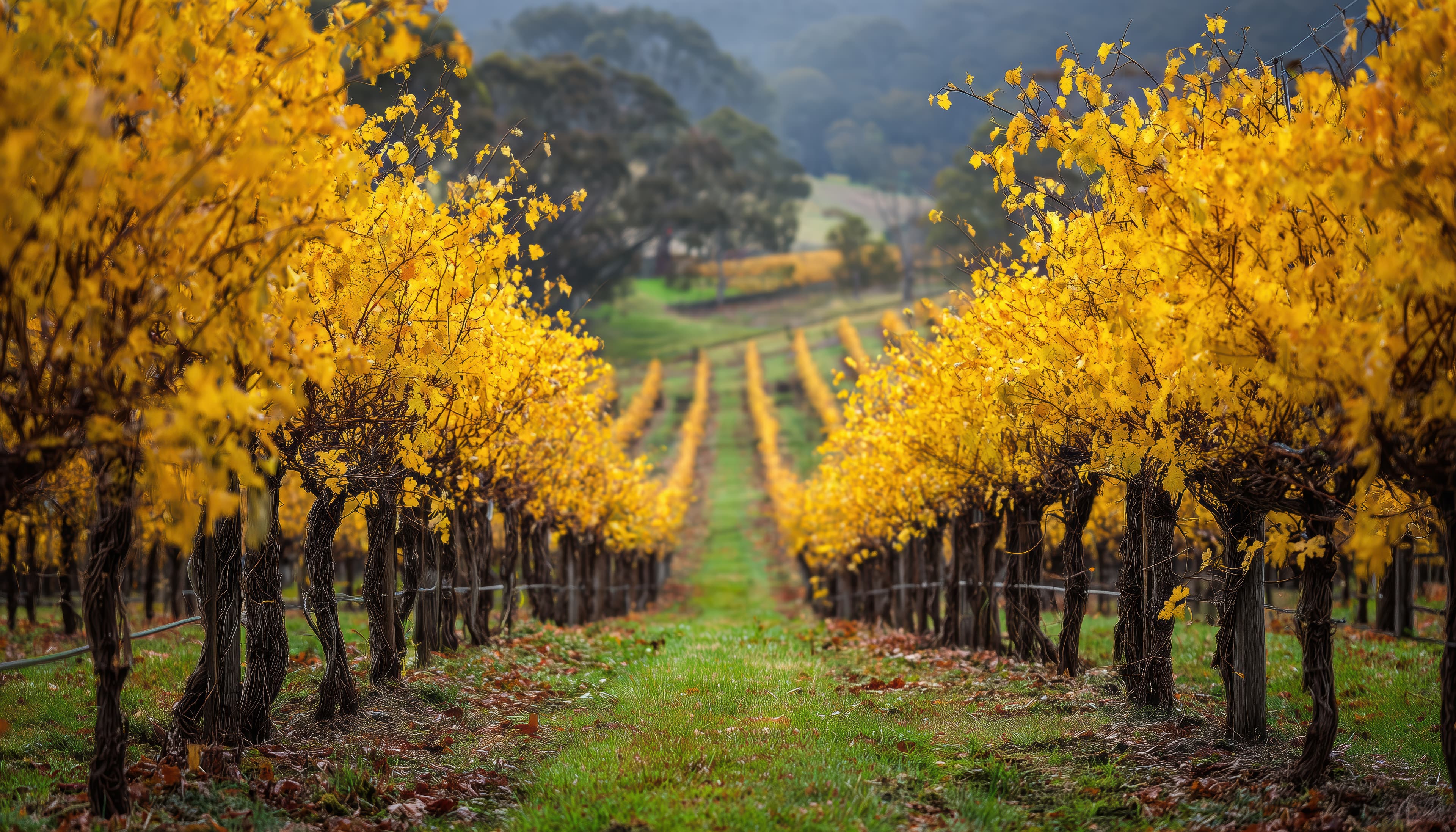 Witches Falls Winery